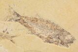 Fossil Fish Plate (Diplomystus & Mioplosus) - Wyoming #91595-3